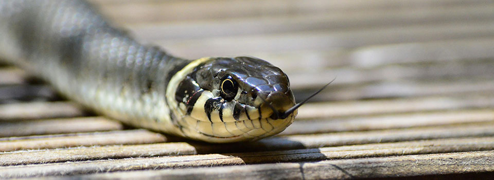 Closeup, snake crawling along a board Closeup, snake crawling along a board