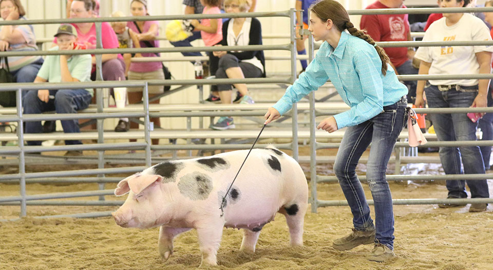Girl showing pig at the county fair Girl showing pig at the county fair