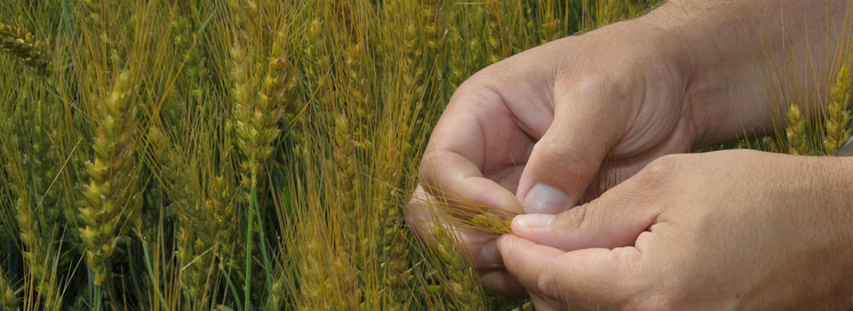 Closeup, two hands inspecting seed in a head of wheat