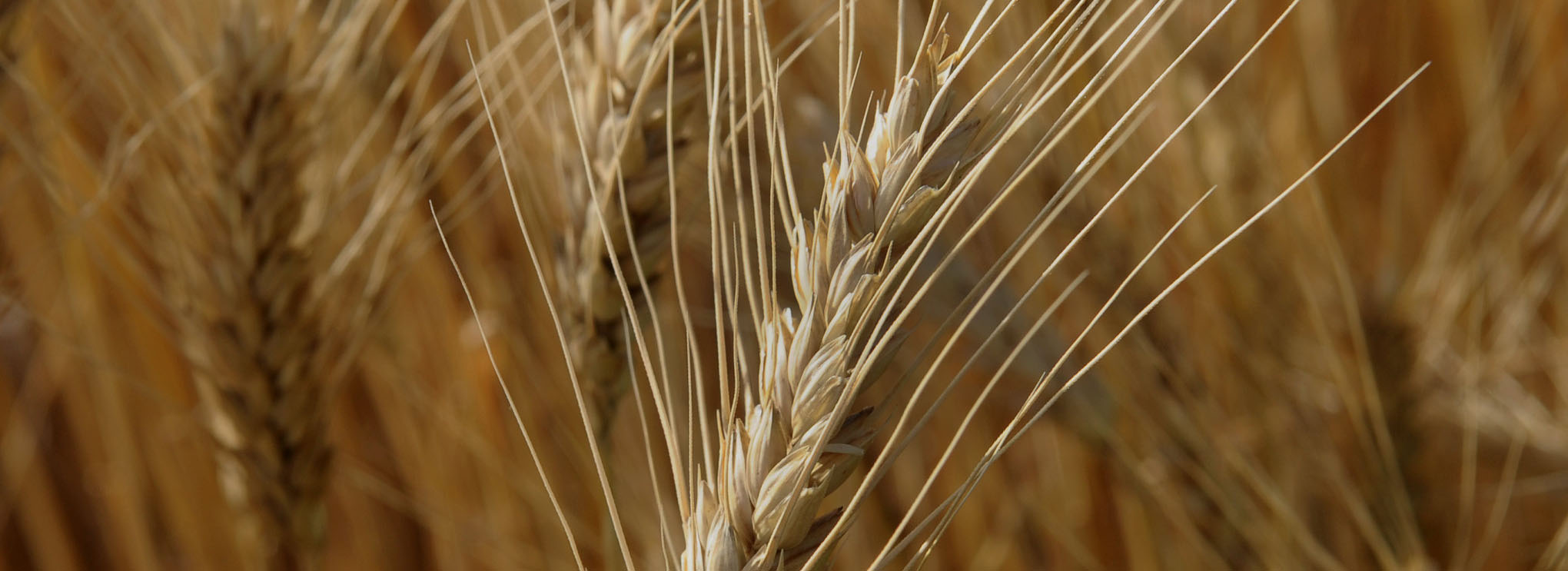 A wheat head.