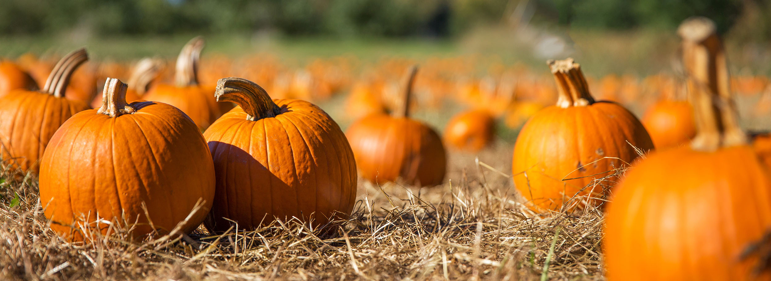 A pumpkin patch. A pumpkin patch.