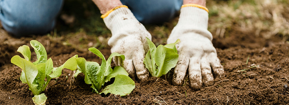 Two gloved hands planting lettuce