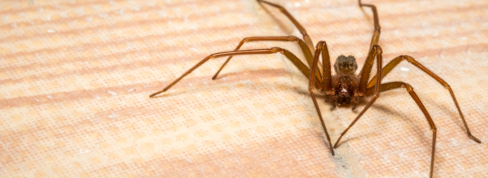 A brown recluse spider.