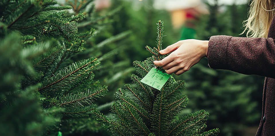 Closeup of woman's hand, holding tip of a live Christmas tree Closeup of woman's hand, holding tip of a live Christmas tree