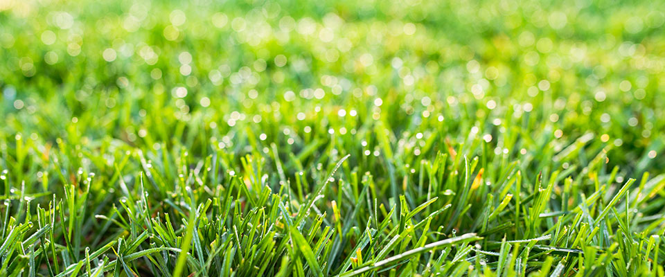 Closeup, tall fescue turf with drops of water Closeup, tall fescue turf with drops of water