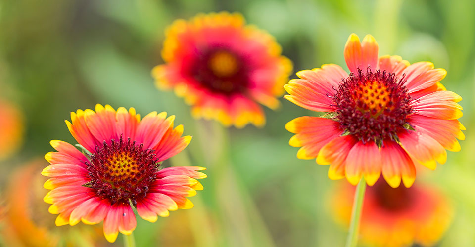 Closeup, bright orange and red gaillardia blooms