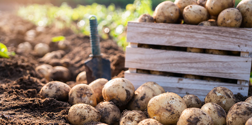 garden potatoes in dirt garden potatoes in dirt