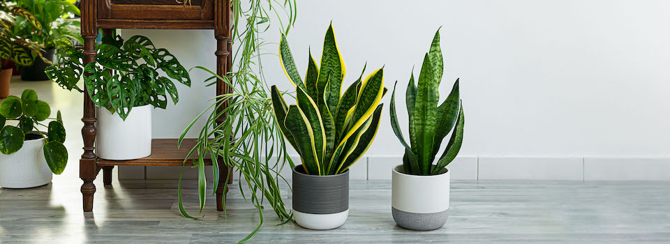 A group of houseplants.