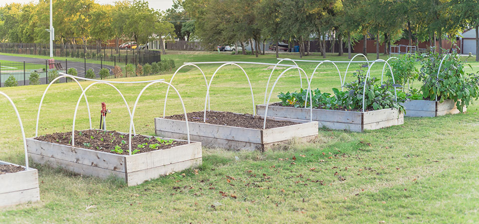 row of low tunnel garden boxes in homeowners backyard