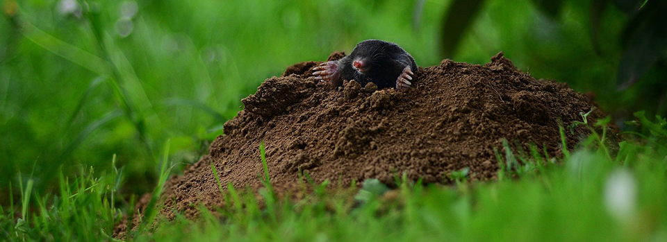 Mole Mole