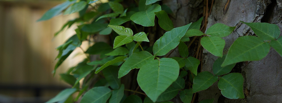 Poison Ivy Poison Ivy