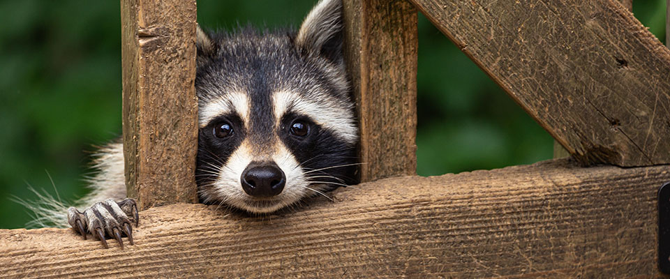 Cute raccoon peeking through rails on home deck Cute raccoon peeking through rails on home deck