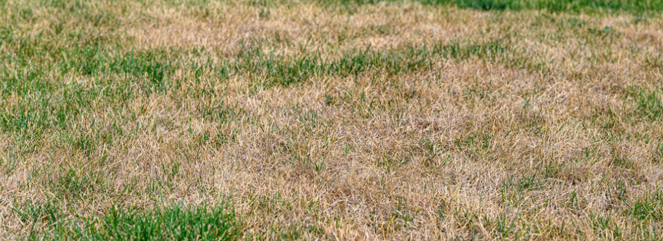 A stressed lawn.