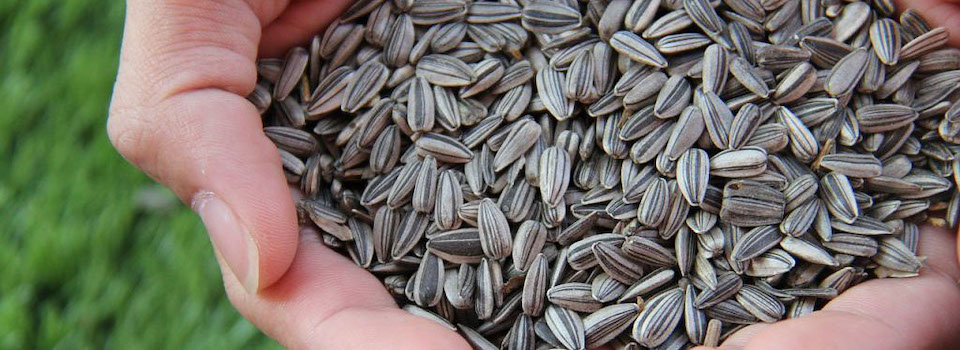A handful of sunflower seeds. A handful of sunflower seeds.