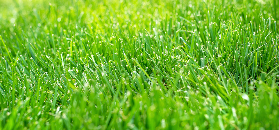 Closeup, tall fescue lawn Closeup, tall fescue lawn