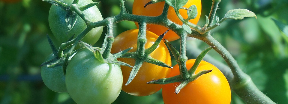Tomato Plant Tomato Plant