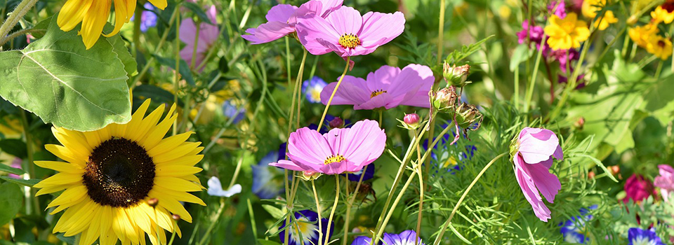 Wildflowers Wildflowers