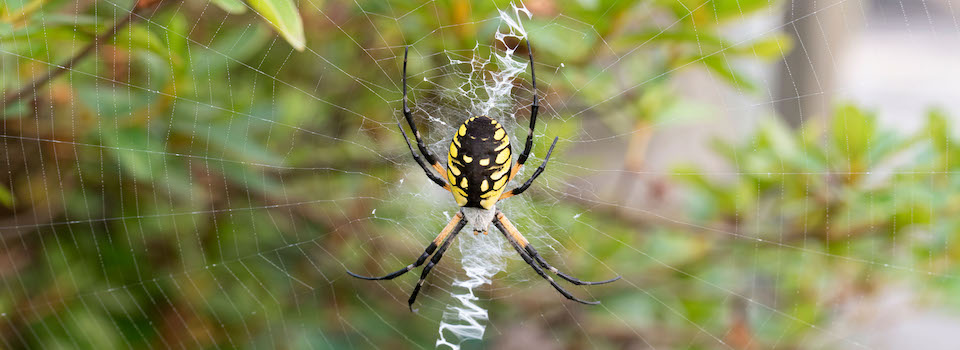 Yellow garden spider in a web.