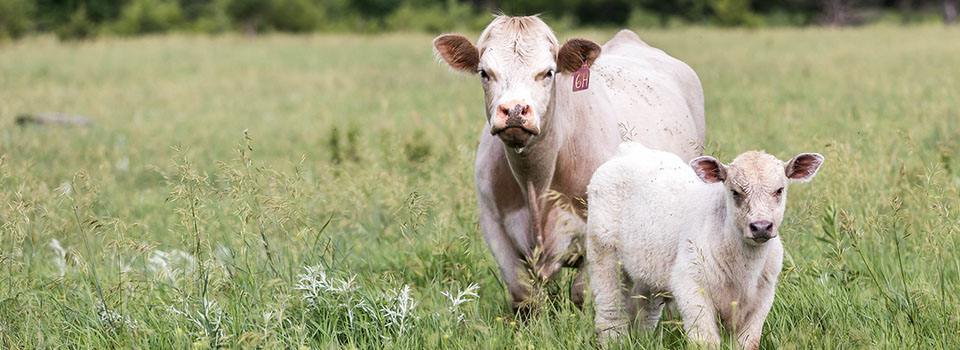 Charolais Cow Calf Pair in Summer