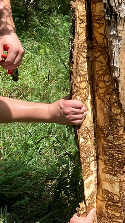 Tree bark pulled back showing damage to vascular tissue from emerald ash borer Tree bark pulled back showing damage to vascular tissue from emerald ash borer