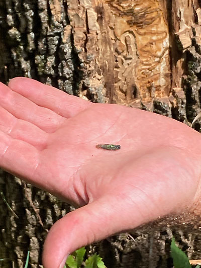 Closeup of dead emerald ash borer held in human hand Closeup of dead emerald ash borer held in human hand