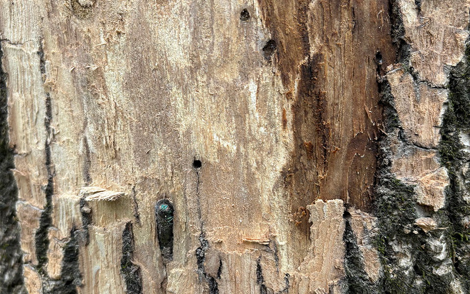 Ash borer embedded in tree bark, showing damage caused by this insect Ash borer embedded in tree bark, showing damage caused by this insect