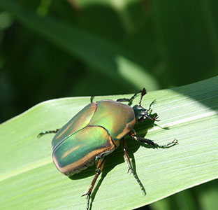 Green June beetle adult on green leaf