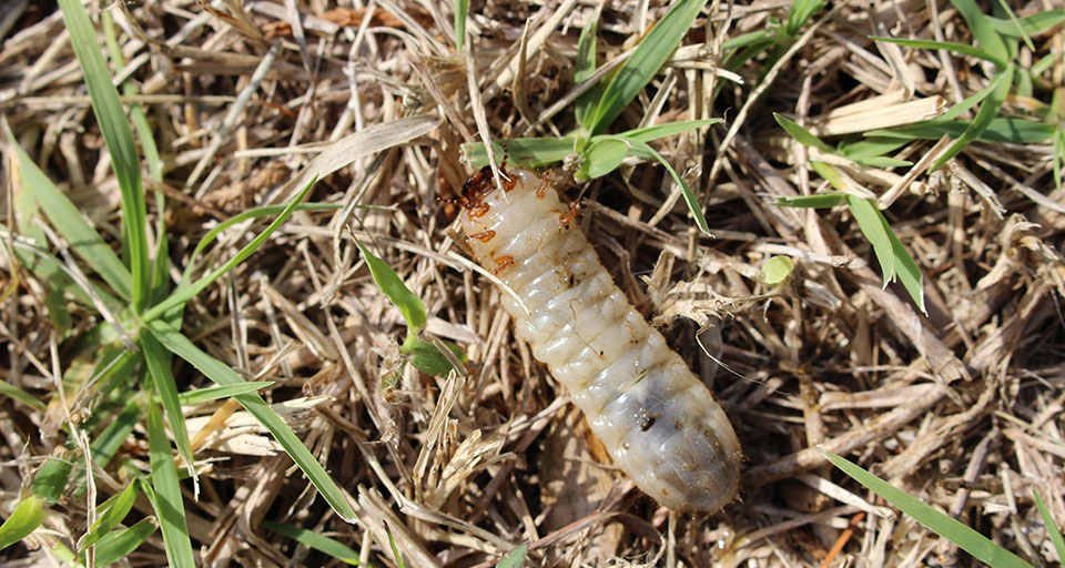 Closeup of Green June Beetle larva, white insect that looks like a grub
