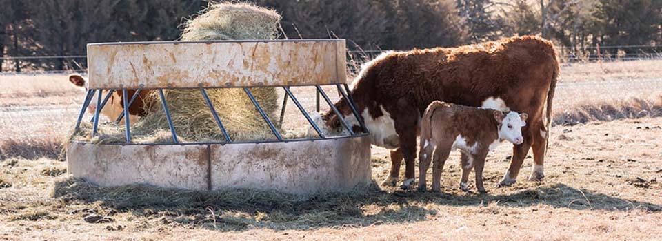 Hereford Cow and Calf eating at round bale feeder Hereford cow and calf eating at round bale feeder