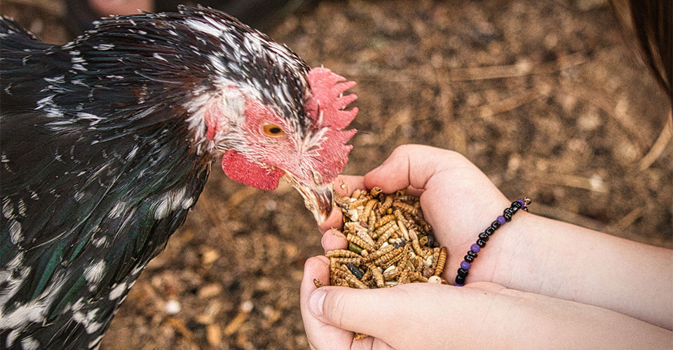 Hen pecking at insects held in human hand Hen pecking at insects held in human hand
