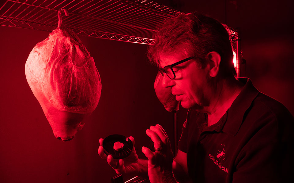 Man looking at petri dish in room colored by red UV light and ham hanging from ceiling Man looking at petri dish in room colored by red UV light and ham hanging from ceiling