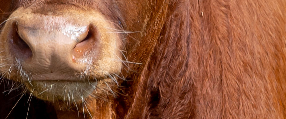 Purple graphic, K-State Research and Extension