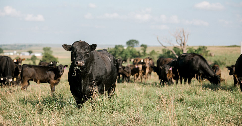 angus cow and calves in green pasture