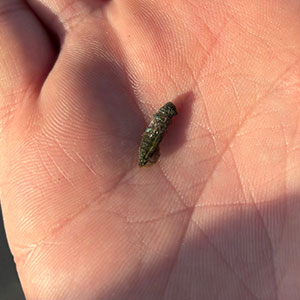 closeup of ash borer in human hand