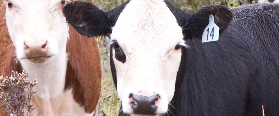 multiple breeds of heifers in field