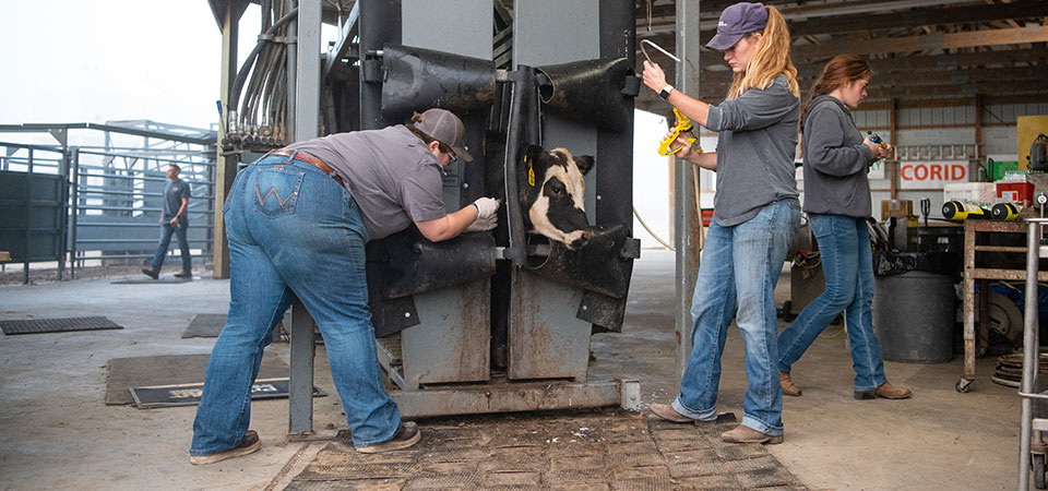 Black and white ow in cattle chute while workers administer vaccinations