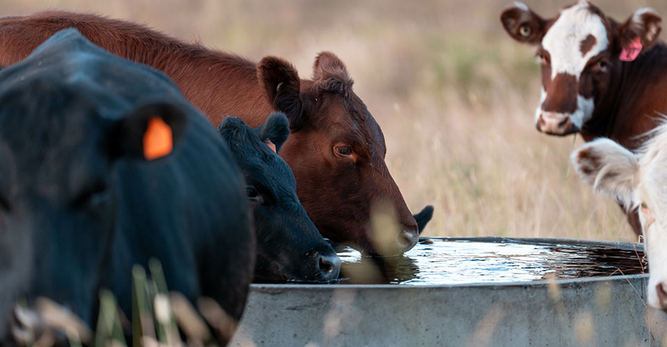 cattle drinking water from gray tub cattle drinking water from gray tub