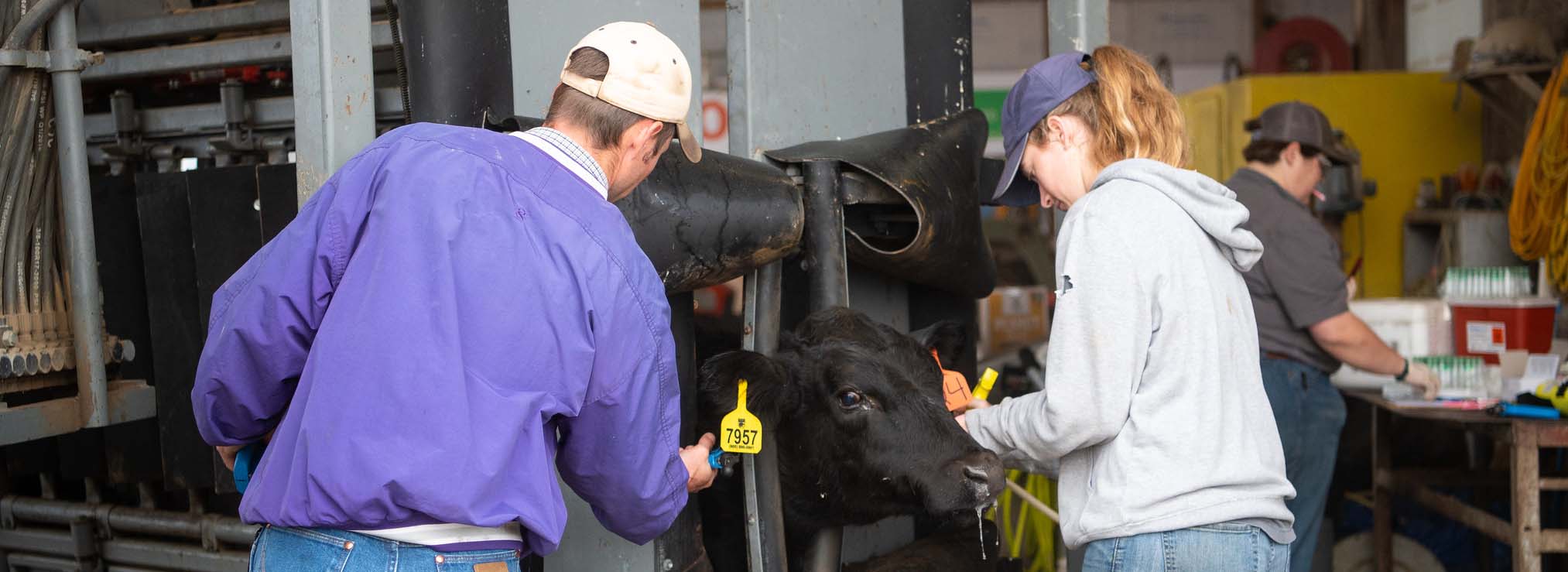 Cattle Processing Cattle Processing