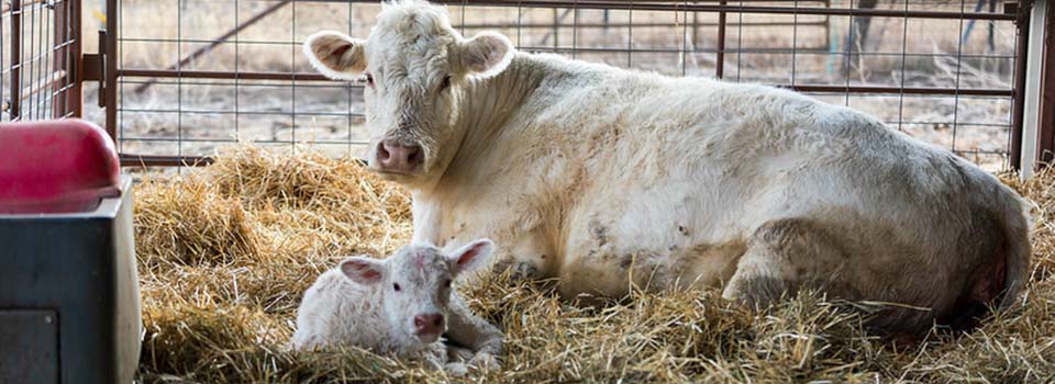 Charolais dam with newborn