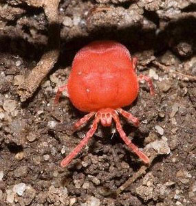 enlarged view of a bright red adult chigger