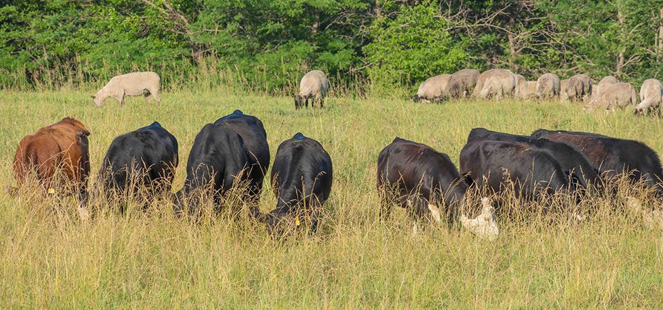 Cattle and sheep co-grazing.