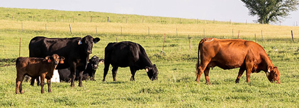 Commercial cows June pasture