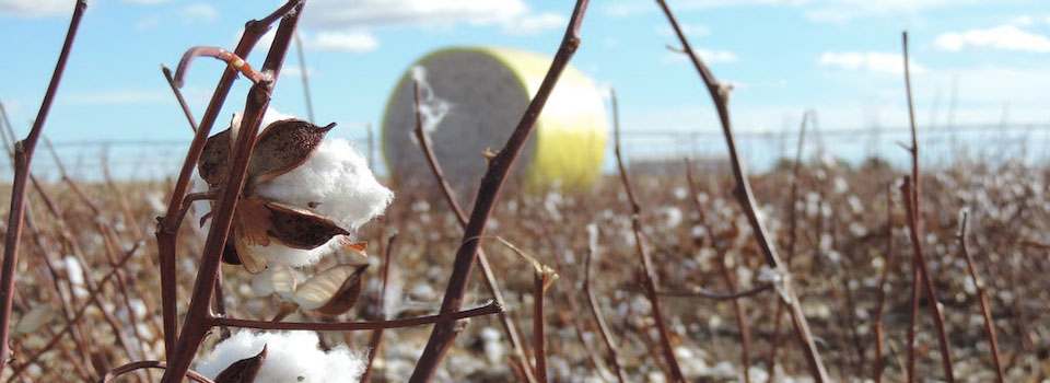 Closeup, cotton plant in Kansas farm field with round hay bale in the background