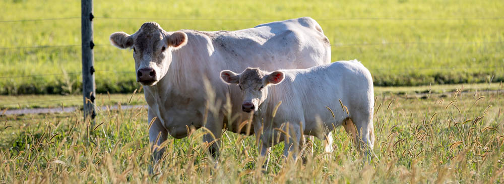 White cow and calf White cow and calf