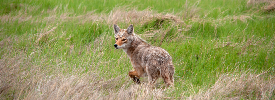 A coyote standing in a pasture. A coyote standing in a pasture.