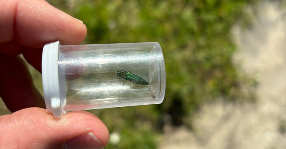 closeup, emerald ash borer in plastic bottle, held with tips of two human fingers closeup, emerald ash borer in plastic bottle, held with tips of two human fingers