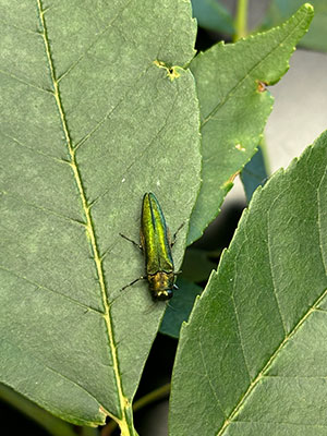 emerald ash borer on a green ash tree leaf emerald ash borer on a green ash tree leaf