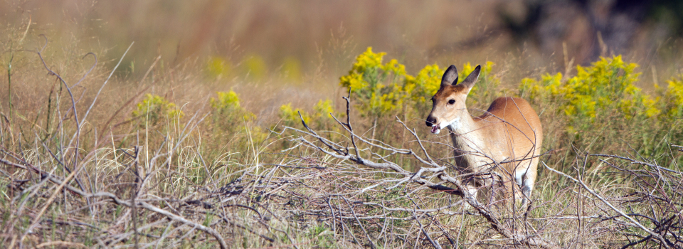 A fawn in a field. A fawn in a field.