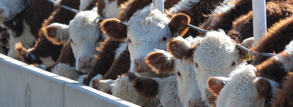 Hereford cattle at the feed bunk. Hereford cattle at the feed bunk.