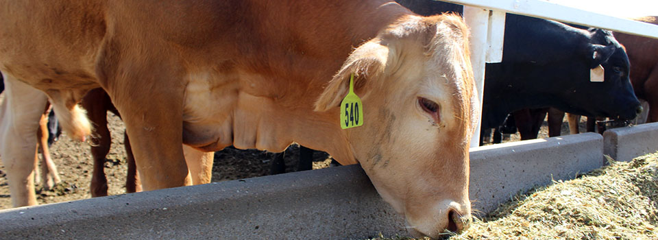 feedlot steer eating from the bunk